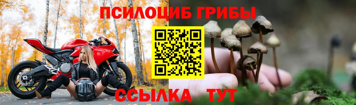 Псилоцибиновые грибы Psilocybine cubensis  Псилоцибиновые грибы мицелий  Гусев  Вход с VPN 
